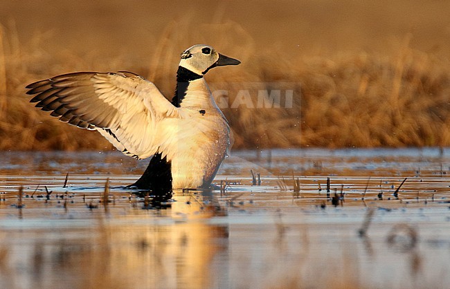 Adult Steller's Eider (Polysticta stelleri) at the breeding area during arctic spring in Alaska, United States. stock-image by Agami/Dani Lopez-Velasco,