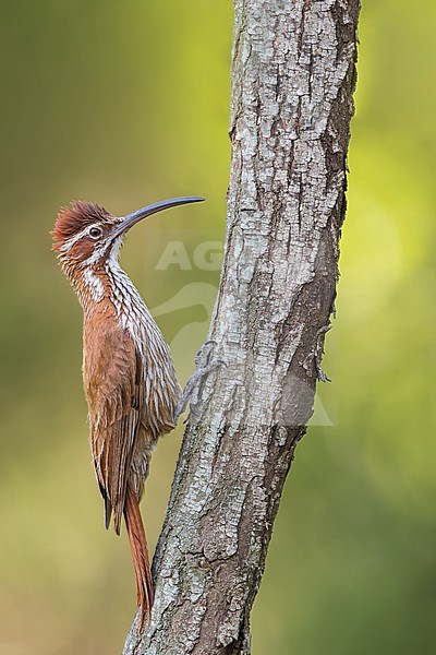 Scimitar-billed Woodcreeper (Drymornis bridgesii) Perched on a branch in Argentina stock-image by Agami/Dubi Shapiro,