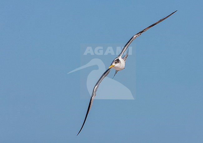 Greater Crested Tern, Thalasseus bergii, in South Africa. Along the West coast. stock-image by Agami/Marc Guyt,