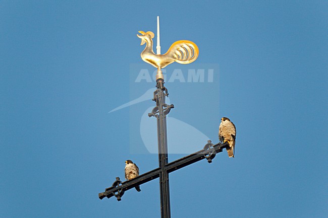 Paartje Slechtvalk rustend op kruis met torenhaan van kerk;Pair of Peregrine Falcon sitting on top of church stock-image by Agami/Ran Schols,