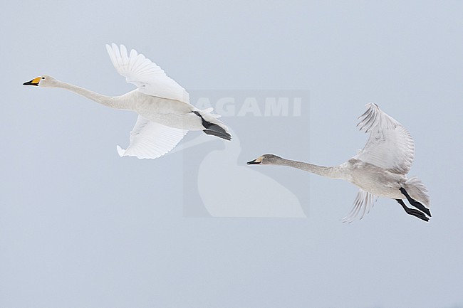 adult and juvenile whooper swan (Cygnus cygnus) in flight, found in Havelland in Brandenburg, Germany stock-image by Agami/Mathias Putze,