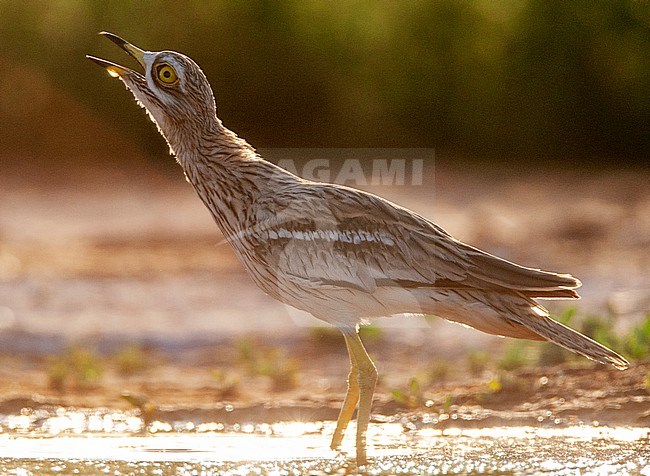 Eurasian Stone-Curlew (Burhinus oedicnemus) at drinking pool in steppes near Belchite, Spain. Standing in shallow water. stock-image by Agami/Marc Guyt,