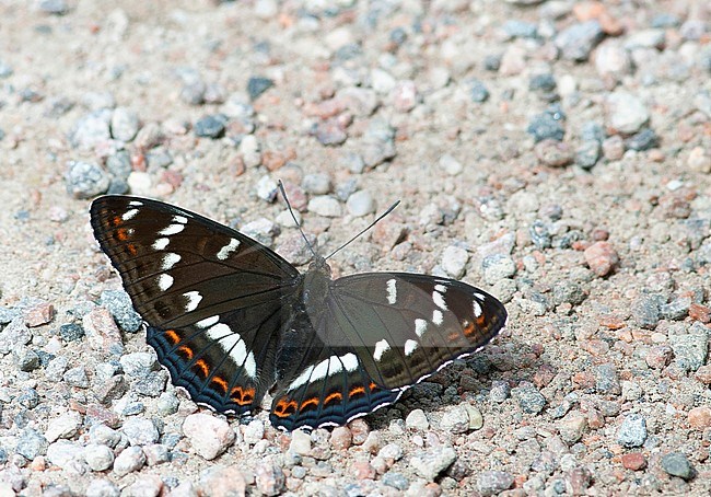 Poplar Admiral, Limenitis populi, male stock-image by Agami/Dick Forsman,