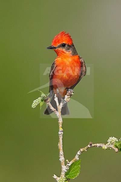Adult breeding plumaged Vermilion flycatcher (Pyrocephalus obscurus)
Riverside Co., California, USA
April 2018 stock-image by Agami/Brian E Small,