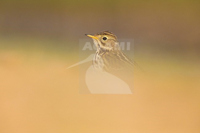 Meadow Pipit (Anthus pratensis), head of an individual behind a blurred foreground, Campania, Italy stock-image by Agami/Saverio Gatto,