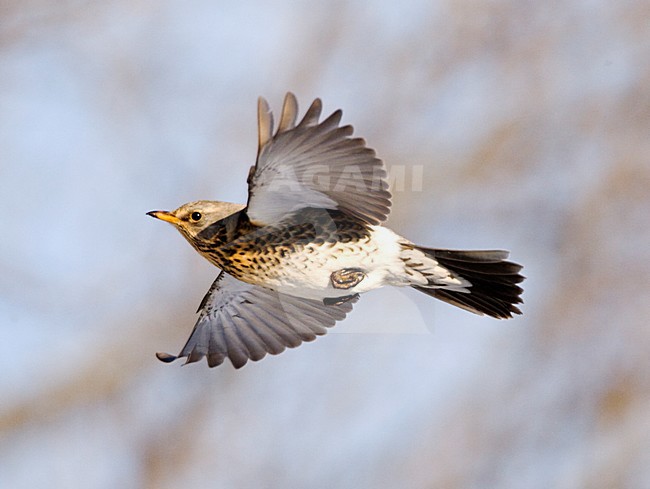 Kramsvogel in de vlucht; Fieldfare in flight stock-image by Agami/Marc Guyt,