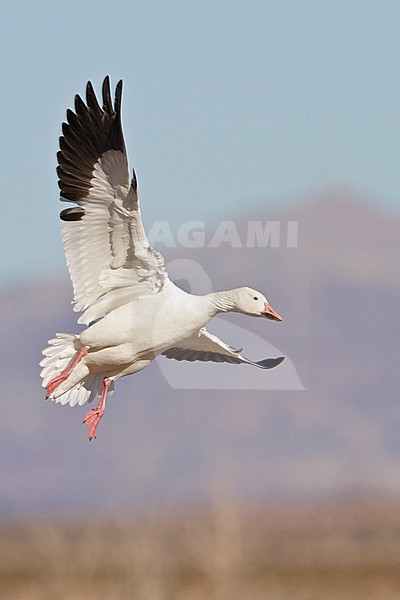 Snow Goose (Chen caerulescens) flying at the Bosque del Apache wildlife refuge near Socorro, New Mexico, USA. stock-image by Agami/Glenn Bartley,