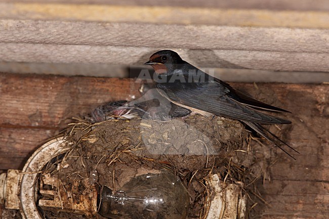 Boerenzwaluw met jongen in boerenschuur, Barn Swallow with young in barn stock-image by Agami/Chris van Rijswijk,
