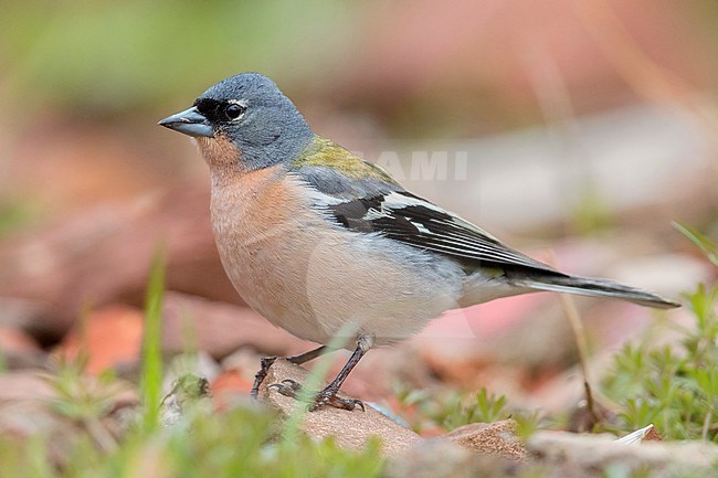 Common Chaffinch (Fringilla coelebs africana), side view of an adult male standing on the ground stock-image by Agami/Saverio Gatto,