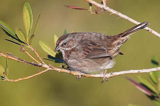Zanggors in Gray Harbour Co Washington; Song Sparrow in Gray Harbour Co Washington stock-image by Agami/Brian E Small,