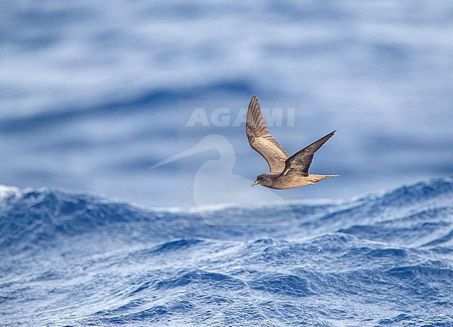 Bulwer's Petrel (Bulweria bulwerii) in flight over the Atlantic ocean off Madeira island, Portugal. stock-image by Agami/Marc Guyt,