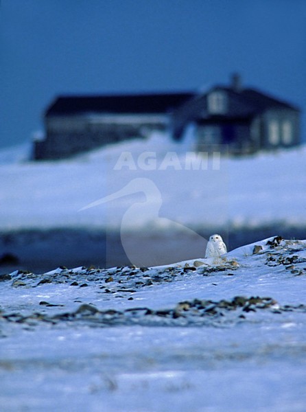 Sneeuwuil op de grond; Snowy Owl on the ground stock-image by Agami/Markus Varesvuo,