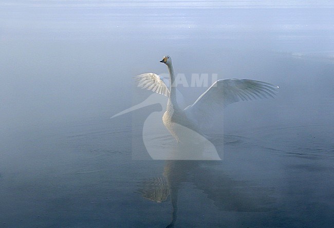 Wintering Whooper Swan (Cygnus cygnus) on Hokkaido, Japan stock-image by Agami/Pete Morris,
