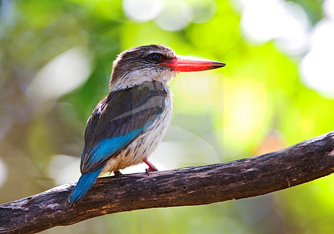 Bruinkapijsvogel, Brown-hooded Kingfisher, Halcyon albiventris stock-image by Agami/Marc Guyt,