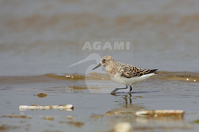 Drieteenstrandloper, Sanderling, Calidris alba stock-image by Agami/Arie Ouwerkerk,