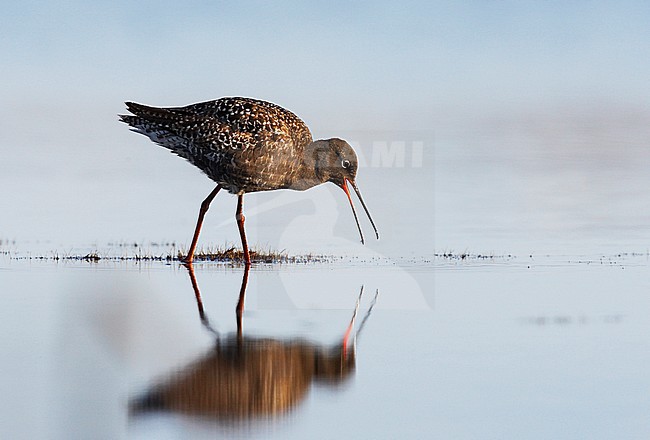 Zwarte Ruiter zomerkleed wadend; Spotted Redshank summer plumaged wading; stock-image by Agami/Jari Peltomäki,