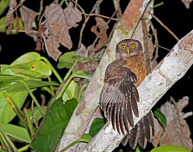 Cebuvalkuil, Cebu Boobook, Ninox rumseyi stock-image by Agami/Pete Morris,