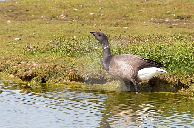 Rotgans drinkend, Dark-bellied Brent Goose drinking stock-image by Agami/Roy de Haas,