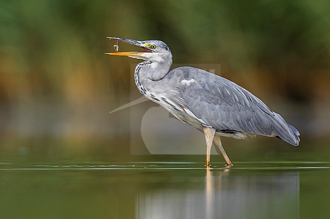 Grey Heron (Ardea cinerea) in Italy. stock-image by Agami/Daniele Occhiato,