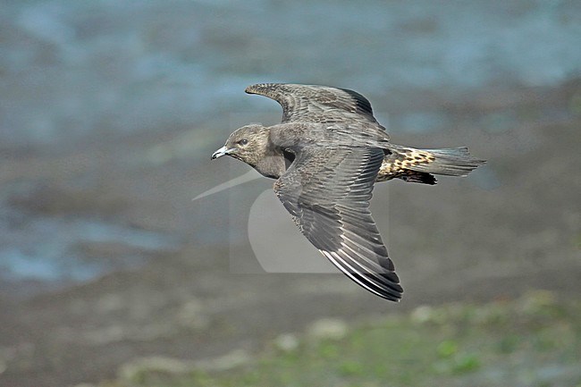 Arctic Skua (Stercorarius parasiticus), juvenile in flight, seen from the side. stock-image by Agami/Fred Visscher,