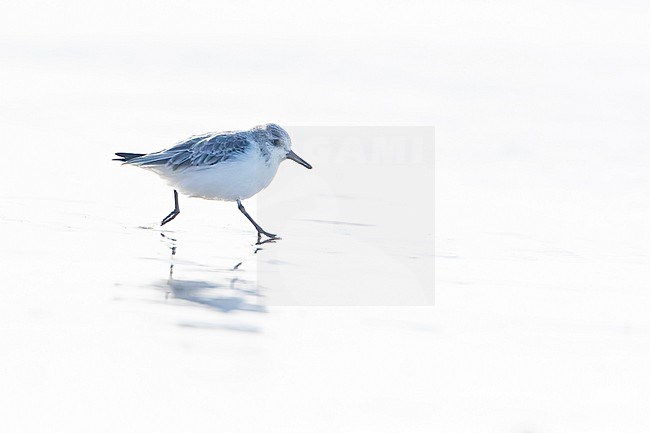 Wintering Sanderling (Calidris alba) on North Sea beach in the Netherlands stock-image by Agami/Martijn Verdoes,