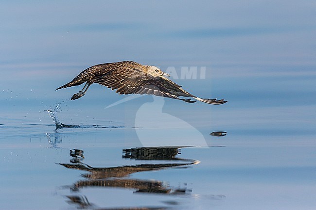 First-winter Arctic Skua (Stercorarius parasiticus) on an inlake lake in Germany (Baden-Württemberg). Taking off from the water surface. stock-image by Agami/Ralph Martin,