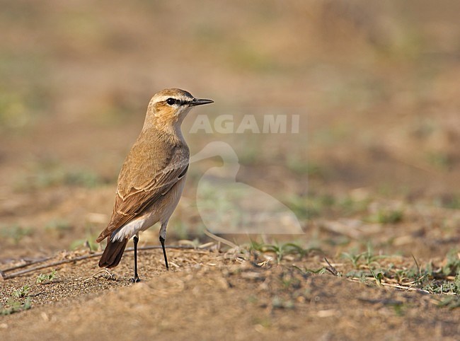 Isabelline Wheatear adult standing on the ground; Izabeltapuit volwassen staand op de grond stock-image by Agami/Markus Varesvuo,