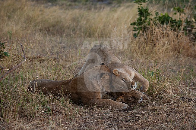 Lionesses, Panthera leo, resting, nuzzling, and playing. Khwai Concession Area, Okavango Delta, Botswana. stock-image by Agami/Sergio Pitamitz,