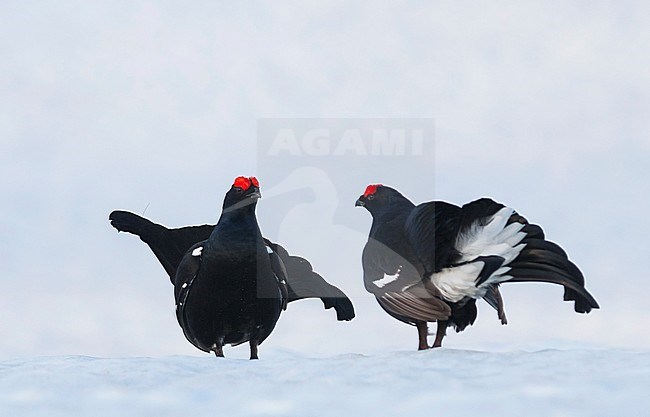 Two adult males Black Grouse (Lyrurus tetrix tetrix) at a snow covered lek in Germany during early spring. Fighting in the snow. stock-image by Agami/Ralph Martin,