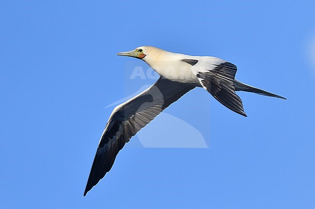 Red-footed Booby (Sula sula) in flight over the mid-atlantic ocean. stock-image by Agami/Laurens Steijn,