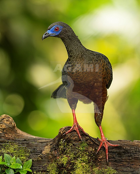 Sickle-winged Guan (Chamaepetes goudotii goudotii) (subspecies) perched on a trunk in Cali, Colombia, South-America. stock-image by Agami/Steve Sánchez,