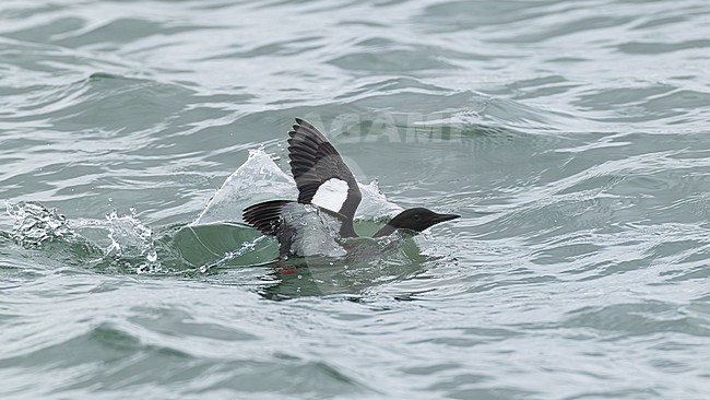 Adult black guillemot or tystie (cepphus grylle) in breeding plumage in flight showing its chracteristic white shoulder patch and underwing stock-image by Agami/Mathias Putze,