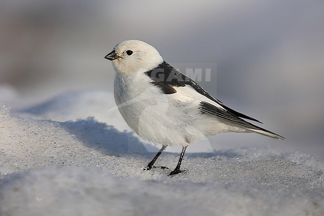 Snow Bunting  (Plectrophenax nivalis)  taken the 13/06/2022 at Barrow - Alaska - USA stock-image by Agami/Aurélien Audevard,