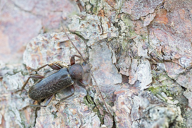 Trichoferus campestris - Velvet longhorned beetle, Germany (Baden-Württemberg), imago stock-image by Agami/Ralph Martin,
