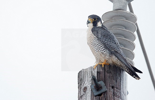 Peregrine (Falco peregrinus) Canada January 2017 stock-image by Agami/Markus Varesvuo,