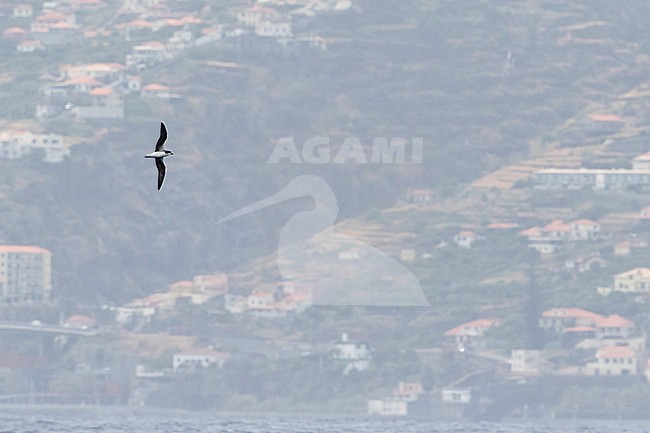 Desertas Petrel (Pterodroma deserta) flying in front of the North Atlantic Portugese island of Madeira. stock-image by Agami/Martijn Verdoes,