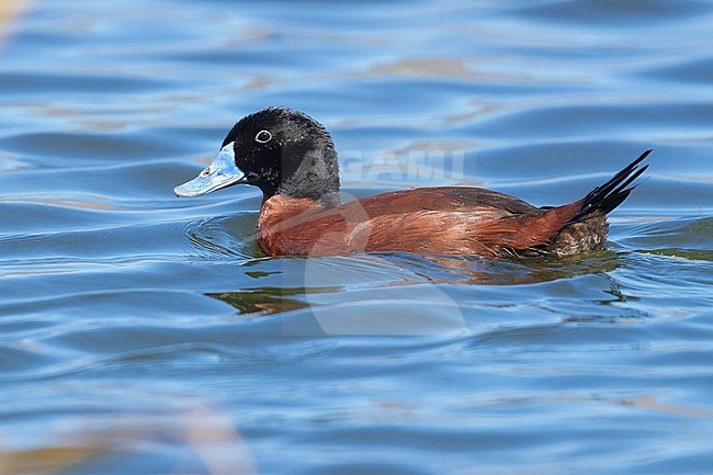 Maccoa Duck (Oxyura maccoa), side view of an adult male swimming in a lake, Western Cape, South Africa stock-image by Agami/Saverio Gatto,