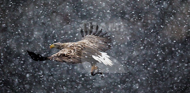 Zeearend adult vliegend in de sneeuw; White-tailed Eagle adult flying in the snow stock-image by Agami/Markus Varesvuo,