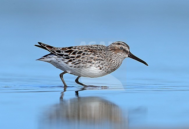 Adult Broad-billed Sandpiper (Calidris falcinellus) standing in shallow water in Hyeres in France. stock-image by Agami/Aurélien Audevard,