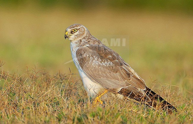 Immature male Pallid Harrier (Circus macrourus) wintering in India. Resting on the ground. stock-image by Agami/Clement Francis,