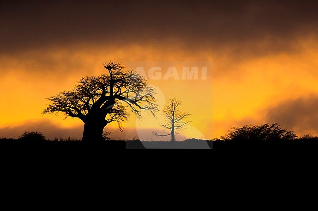 Baobab tree at sunrise stock-image by Agami/Saverio Gatto,