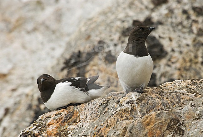 Little Auk adult perched on rock; Kleine Alk volwassen zittend op rots stock-image by Agami/Roy de Haas,