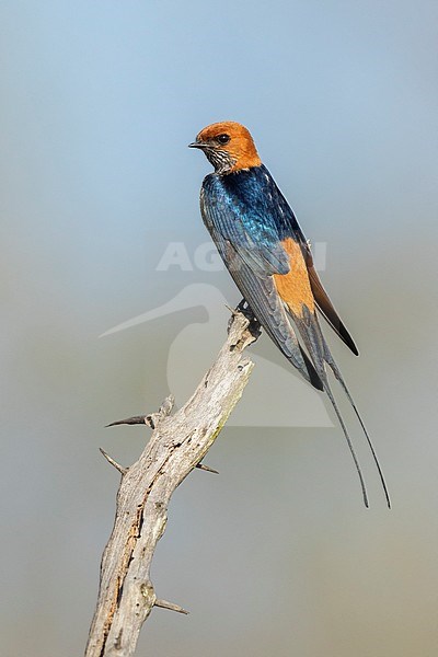 Lesser Striped Swallow (Cecropis abyssinica), adult perched on a dead branch, Mpumalanga, South Africa stock-image by Agami/Saverio Gatto,