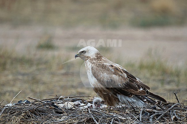 Pale morph adult Upland Buzzard (Buteo hemilasius), side view of bird on the nest with three chicks stock-image by Agami/Kari Eischer,
