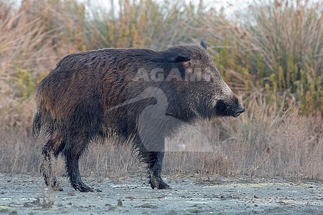 Wild Boar (Sus scrofa), side view of an adult standing on the ground, Lazio, Italy stock-image by Agami/Saverio Gatto,