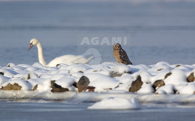 Short-eared Owl (Asio flammeus flammeus) perched in snow with swans behind it at Frederikssund, Denmark stock-image by Agami/Helge Sorensen,