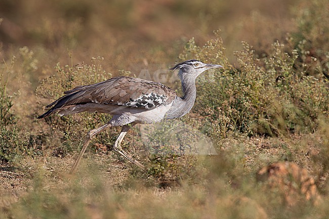 adult male kori bustard (Ardeotis kori) starts to fly, found at Liben Plains near Negele Borana in Ethiopia stock-image by Agami/Mathias Putze,