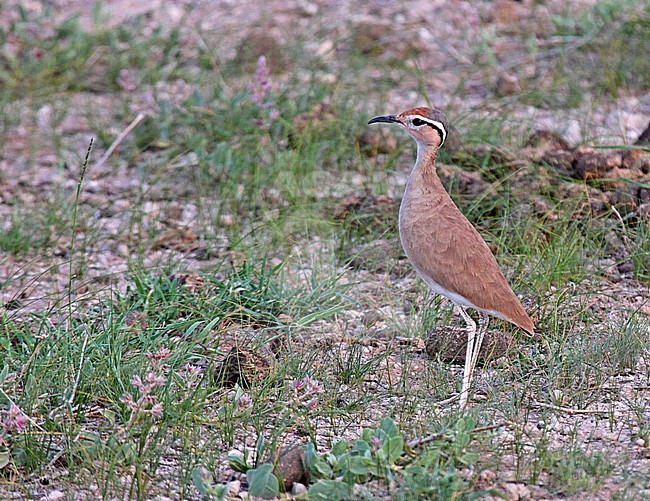 Somali courser (Cursorius somalensis) stock-image by Agami/Pete Morris,
