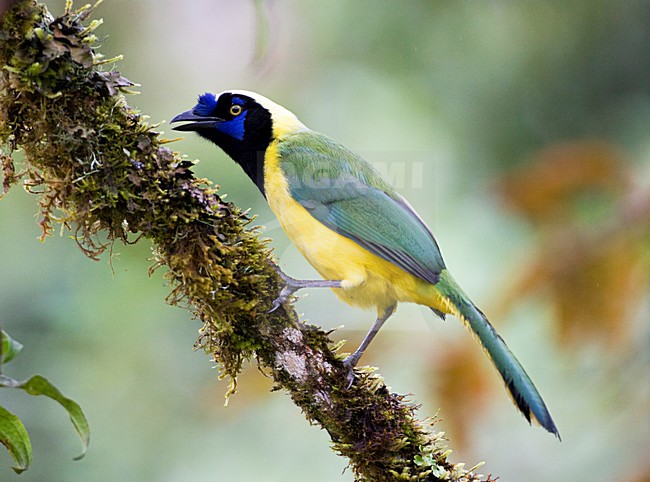 Incagaai op bemoste tak; Inca Jay on mossy branch stock-image by Agami/Marc Guyt,
