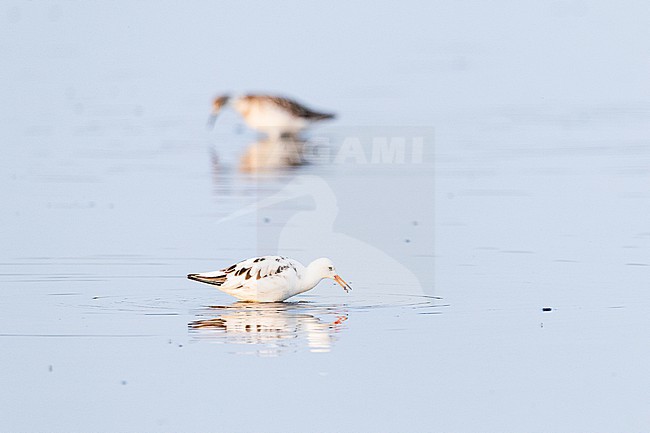  stock-image by Agami/Menno van Duijn,